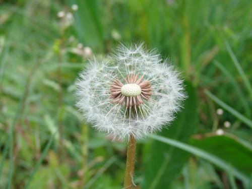 花、绿色、植物