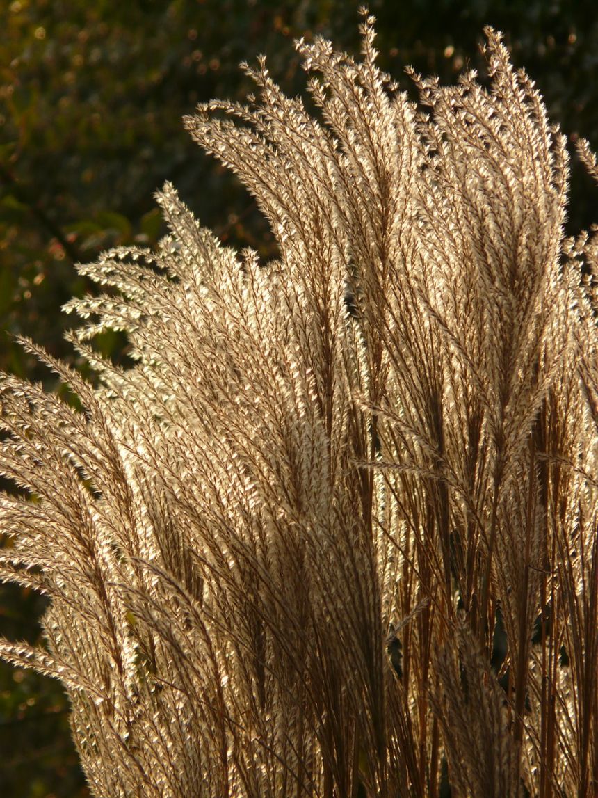 芒草,芒,逆光