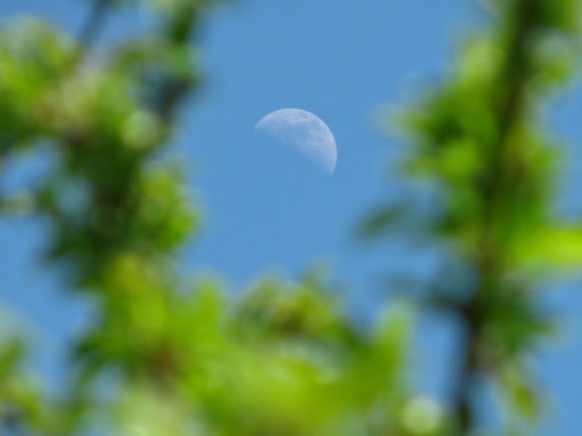 半月月亮免费图片
