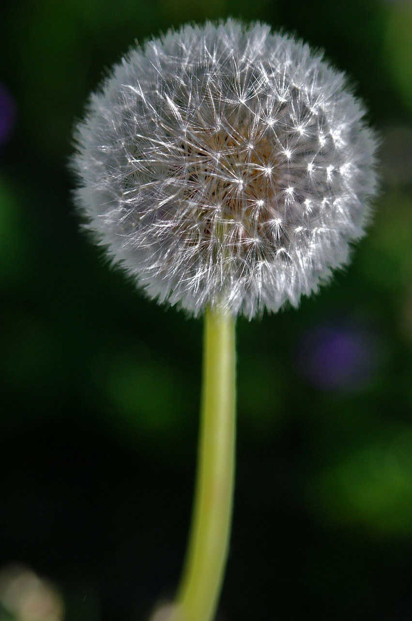 蒲公英、Hawkbit、花免费图片