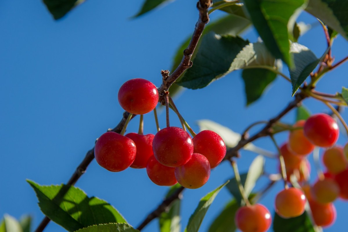 樱桃、枝杈、红色免费图片