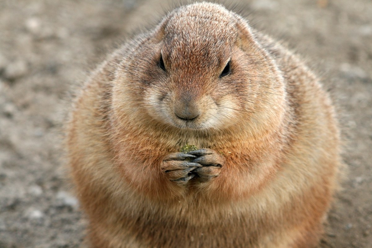 宠物,啮齿类动物,家伙