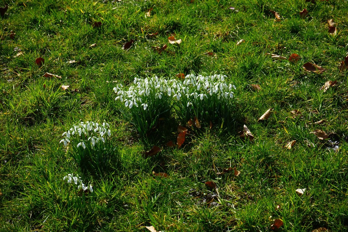 草地上的小雪钟花图片免费图片