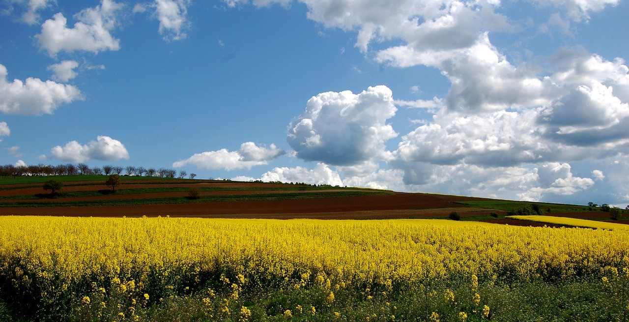 春天盛开的油菜田风景图片