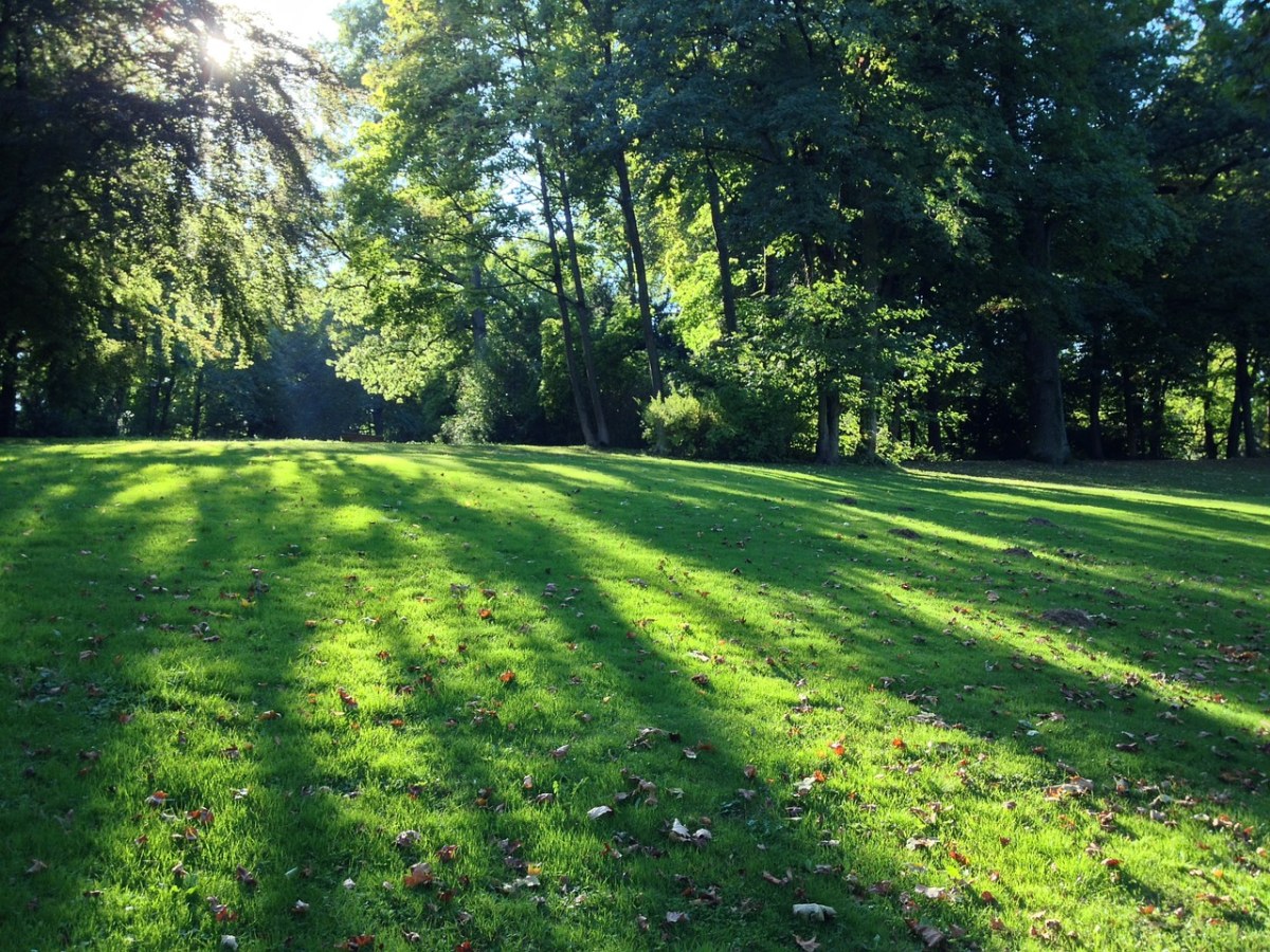 阳光照射到公园的草地上免费图片