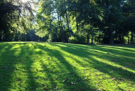 阳光照射到公园的草地上