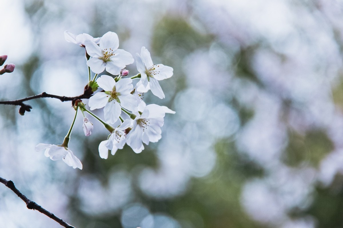 樱花、花朵、春天免费图片