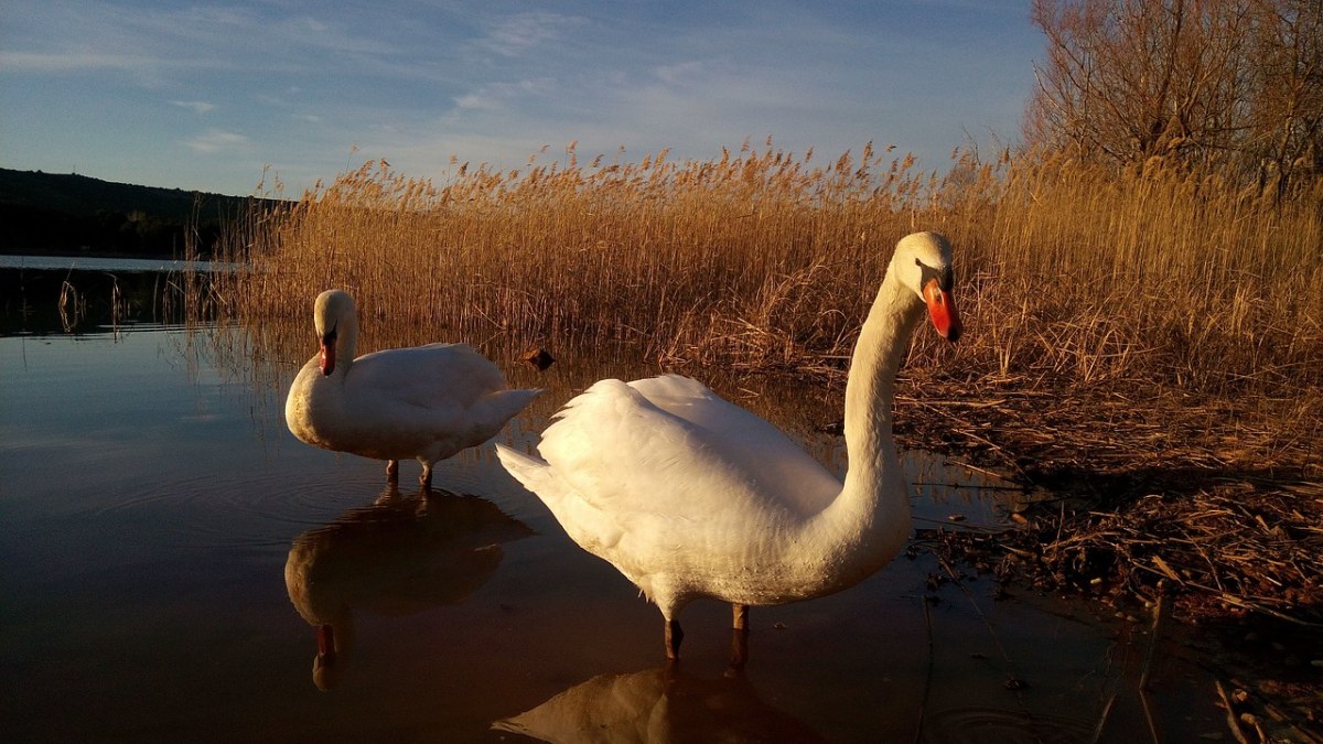 沼泽里的白天鹅免费图片
