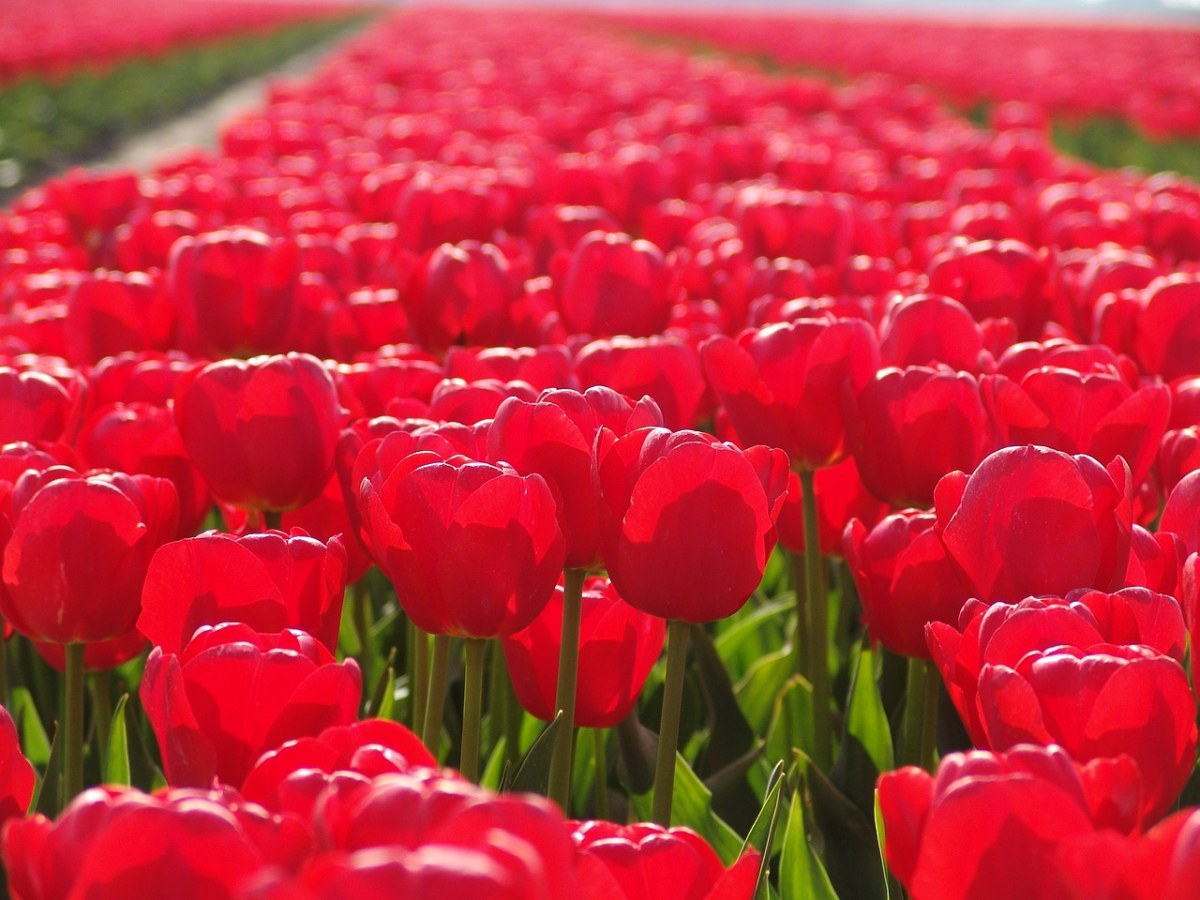 红色郁金香、花卉、郁金香免费图片