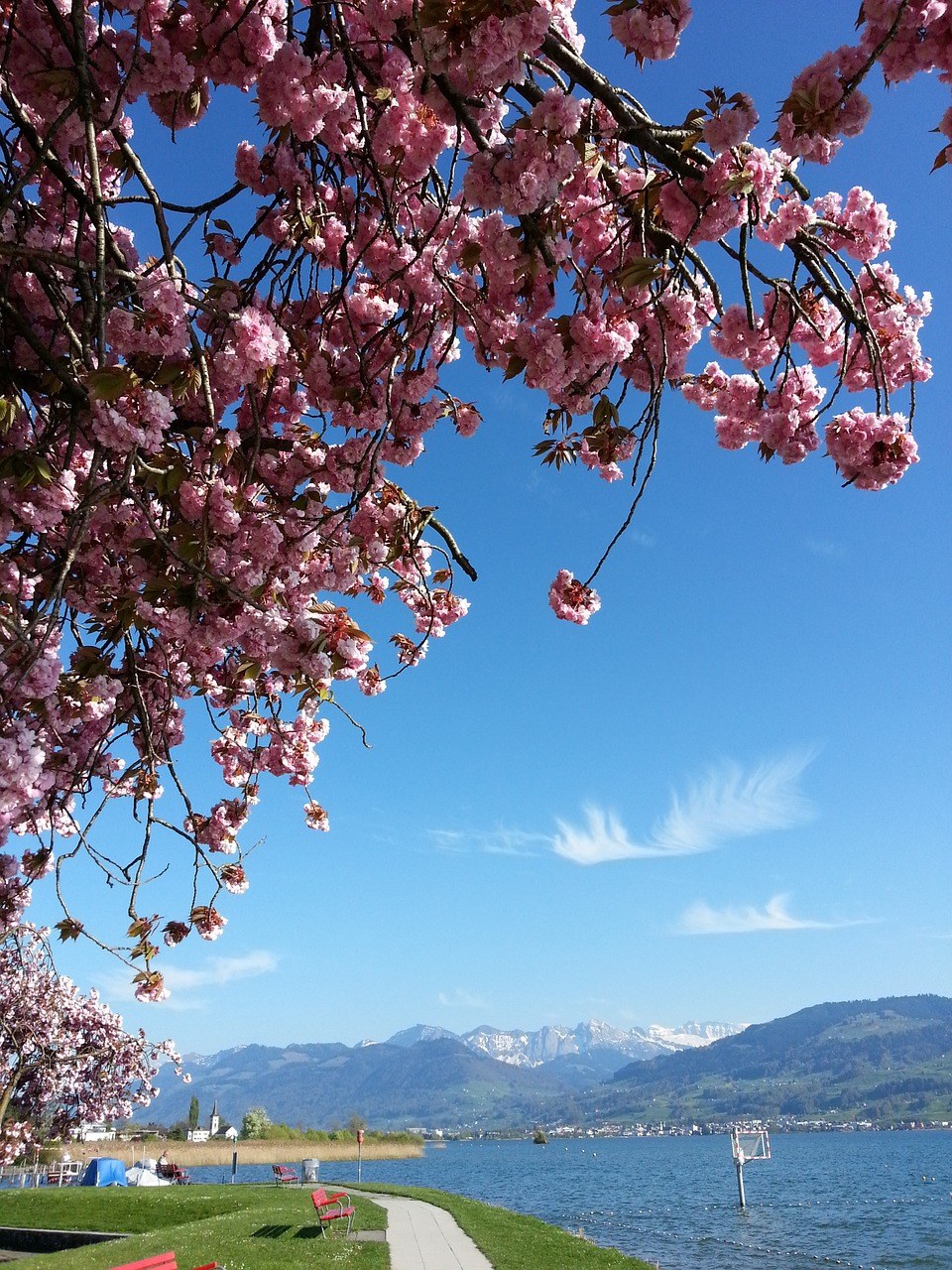 春天的樱花与风景免费图片
