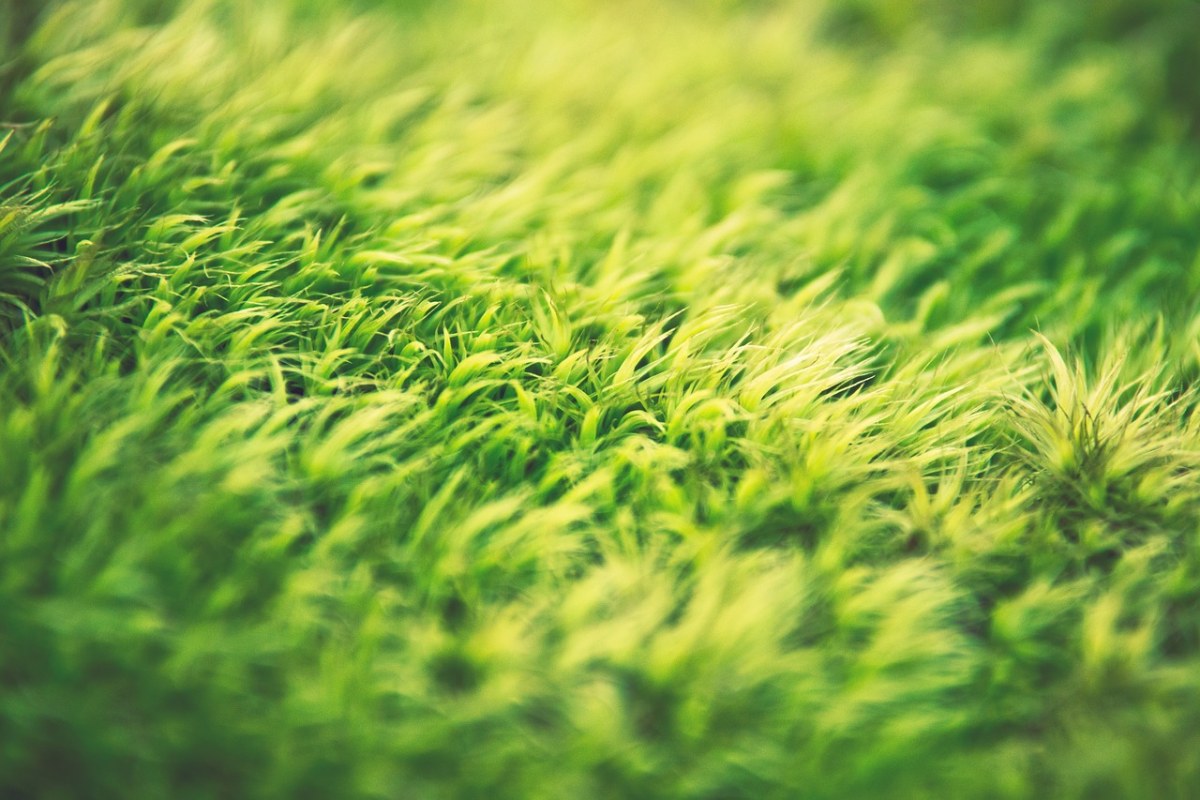 绿色、草、自然免费图片