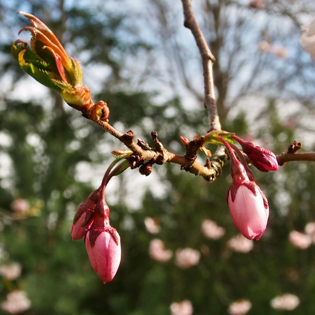 日本樱花,芽,背景伞形花序