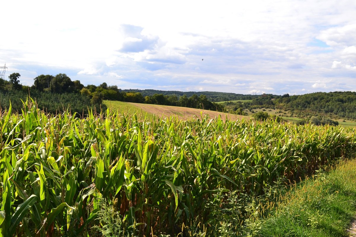 玉米田、场、农业免费图片