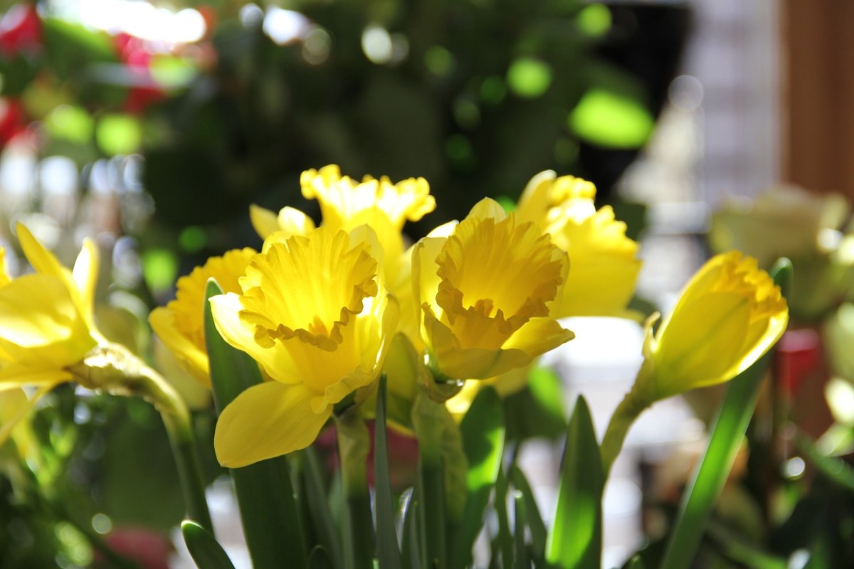 黄水仙、鲜花、春天免费图片