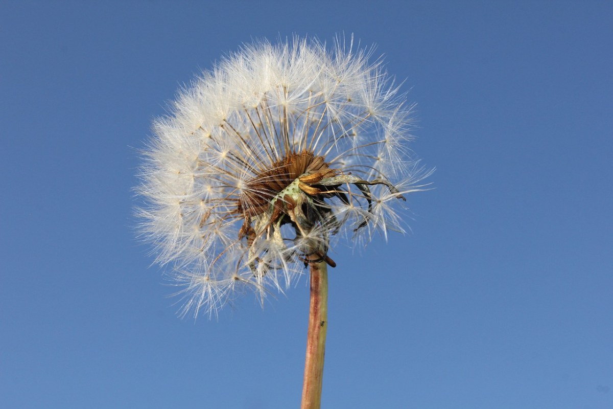 蒲公英、太阳、植物免费图片