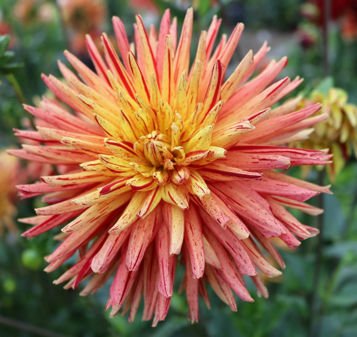 鲜花,菊花,krupnyj