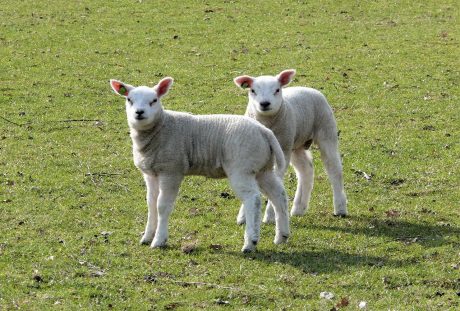 草地上的两只小羊羔