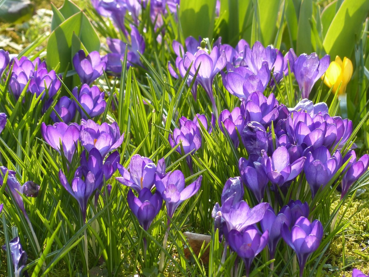 藏红花、黄色、紫免费图片