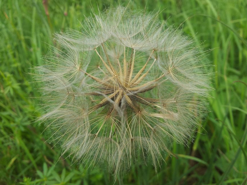 蒲公英花的植物