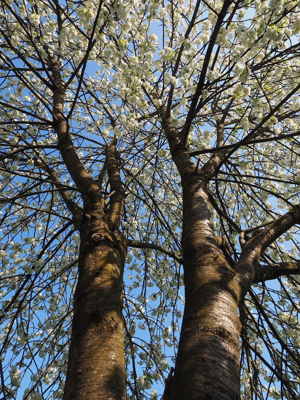 春天的树免费图片