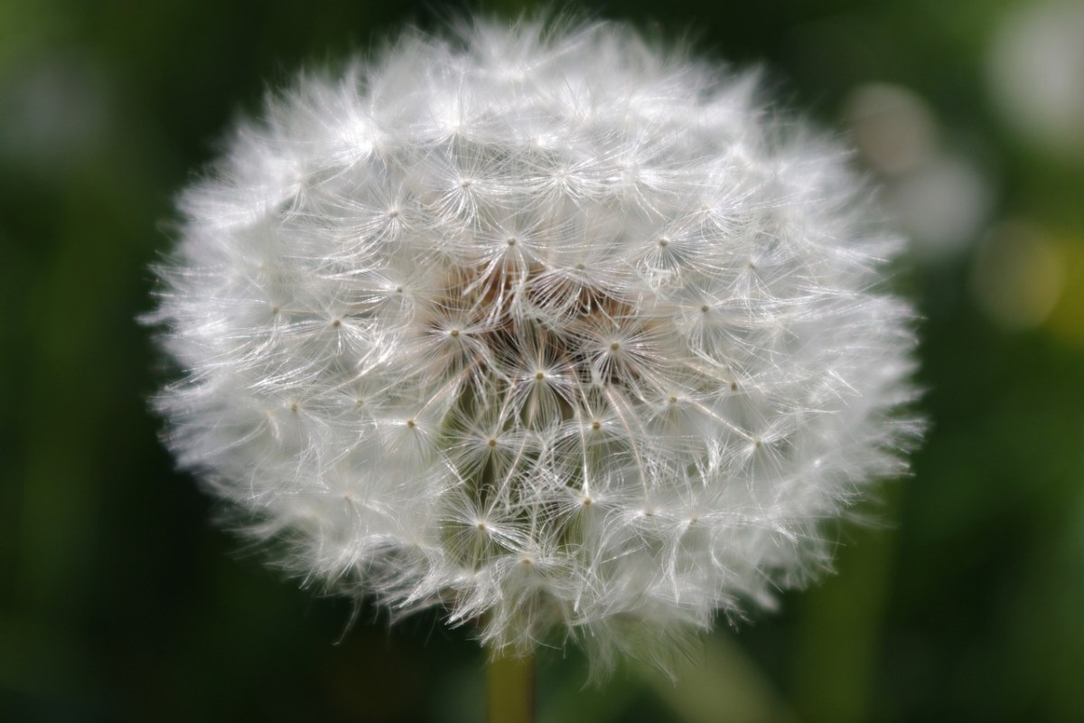 蒲公英,花,性質