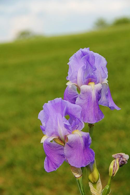 鸢尾花、花、紫色