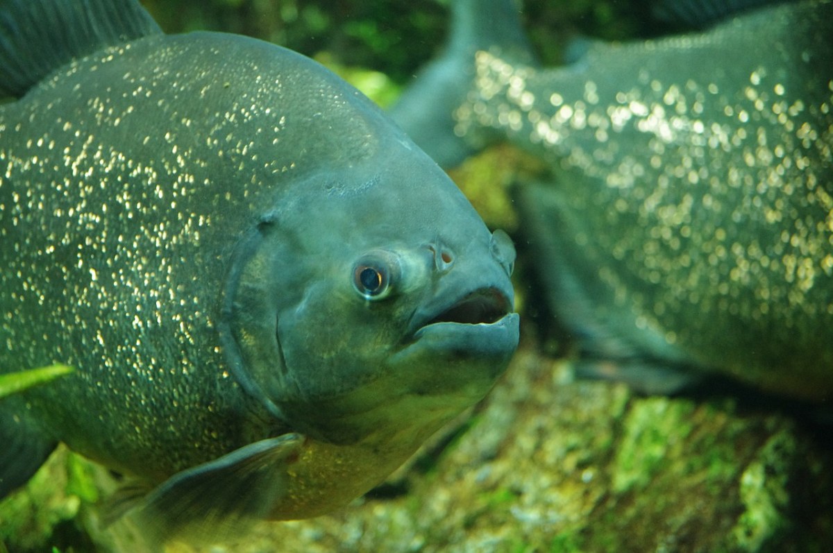 鲤鱼、鱼、水族馆免费图片
