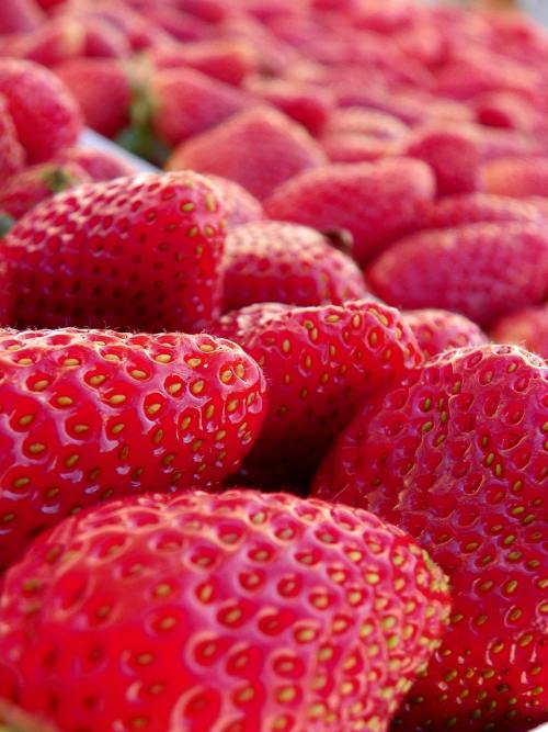 草莓、水果