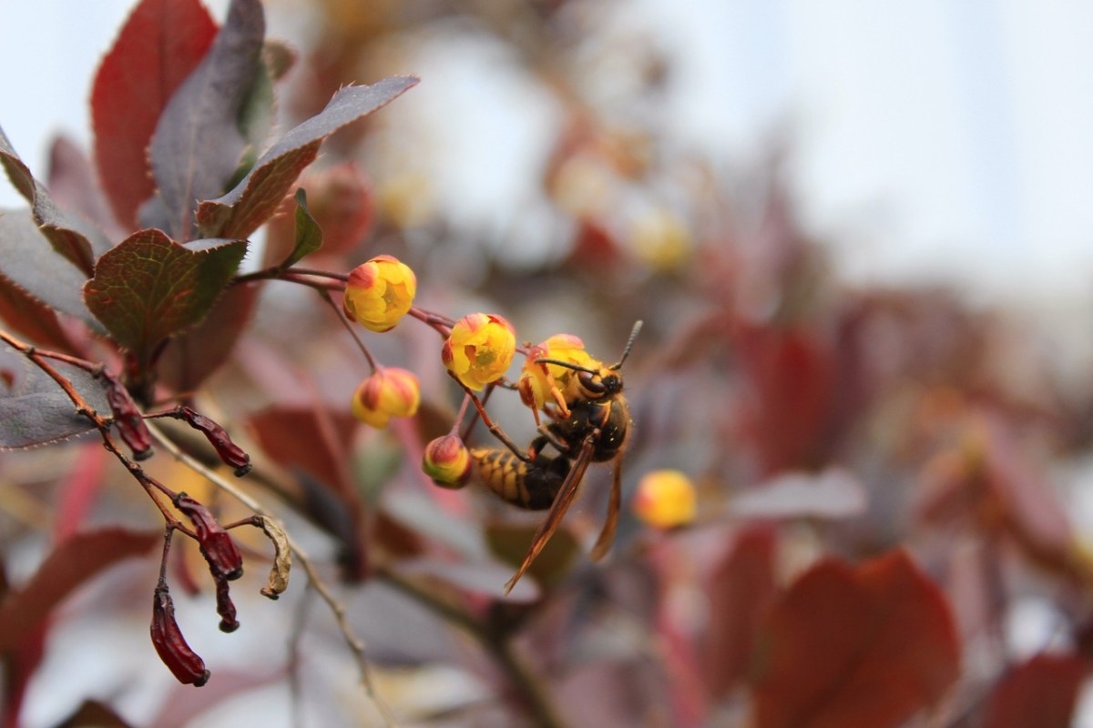 黄蜂、小檗、昆虫免费图片