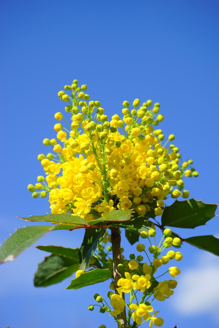 桃花芯木图片欣赏图片