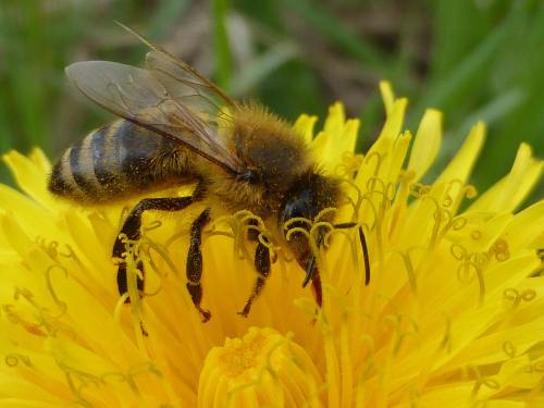 蜜蜂传授花粉特写