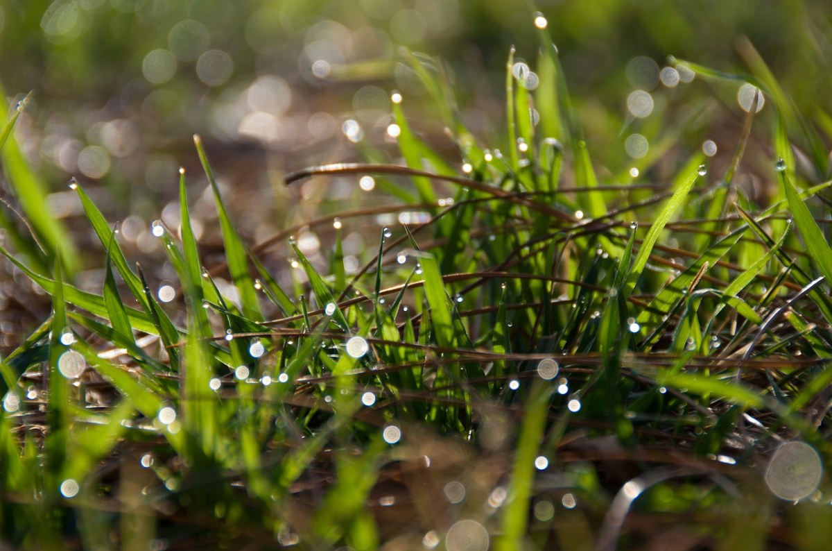 露水、草、上午免费图片