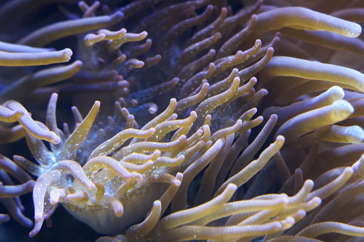 海葵,海底世界,水族馆