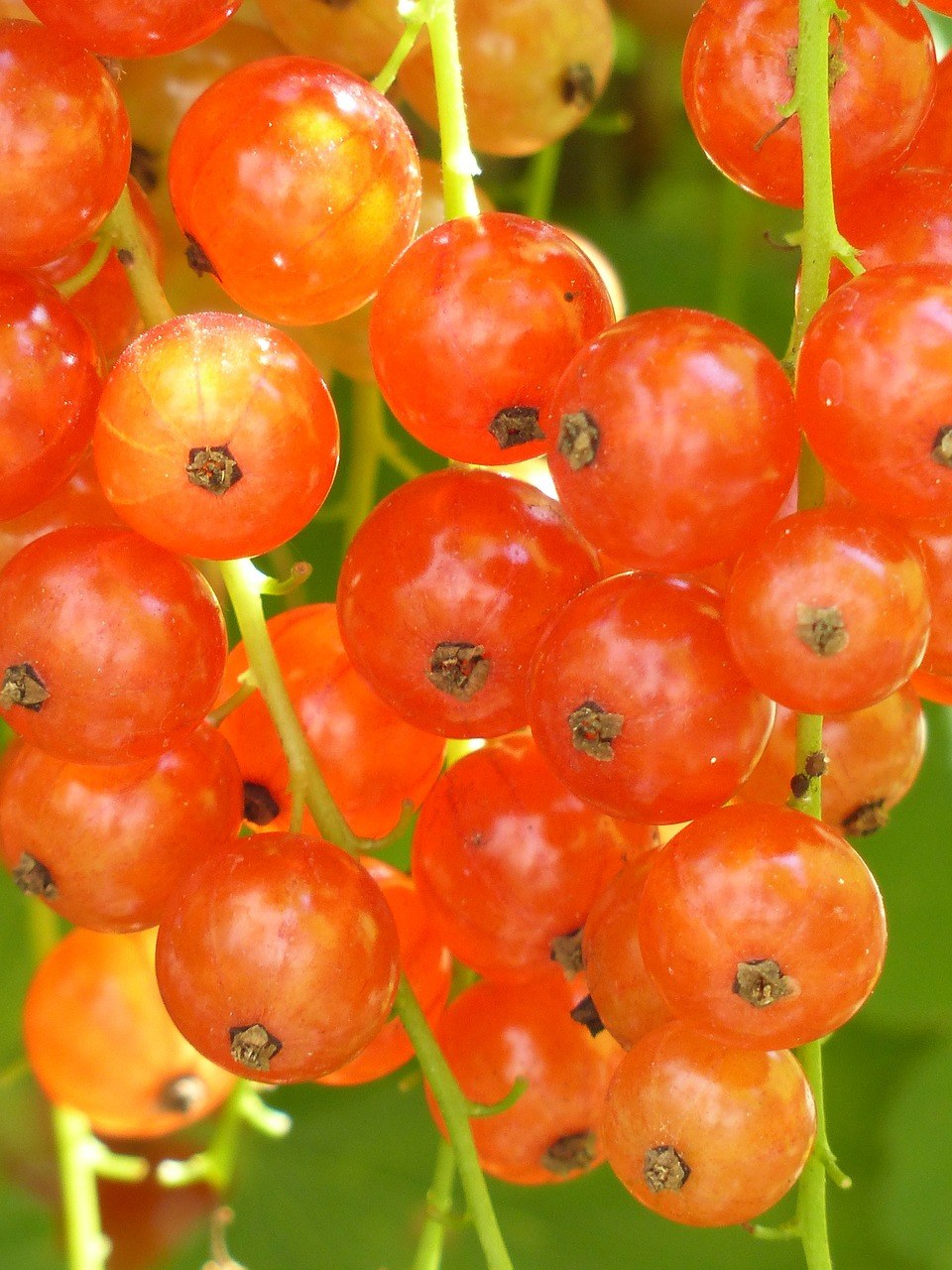 红醋栗,半成熟,成熟