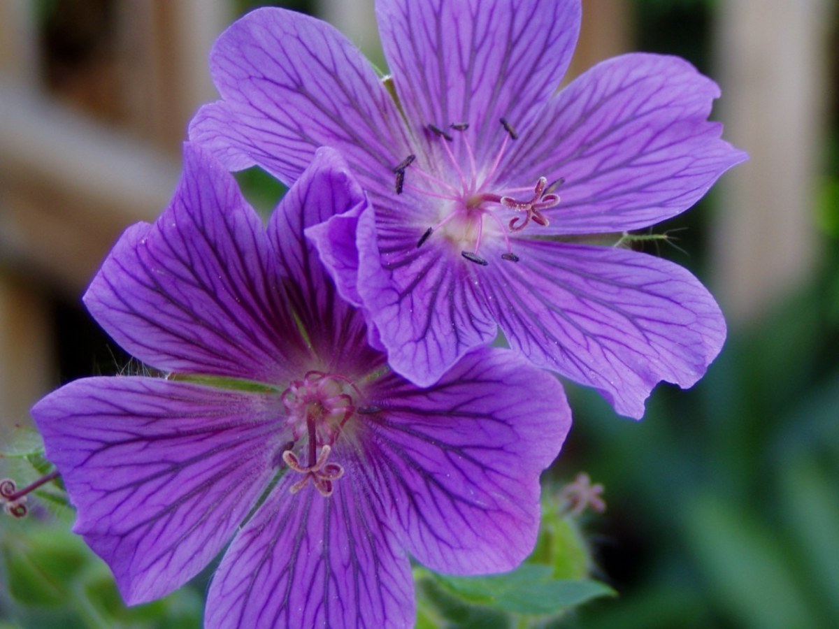 老鹳草,花朵,紫色的花免费图片