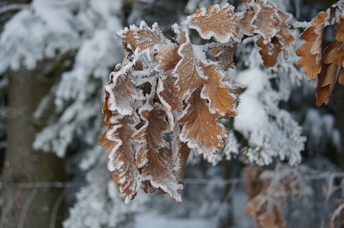 冬天,霜,雪