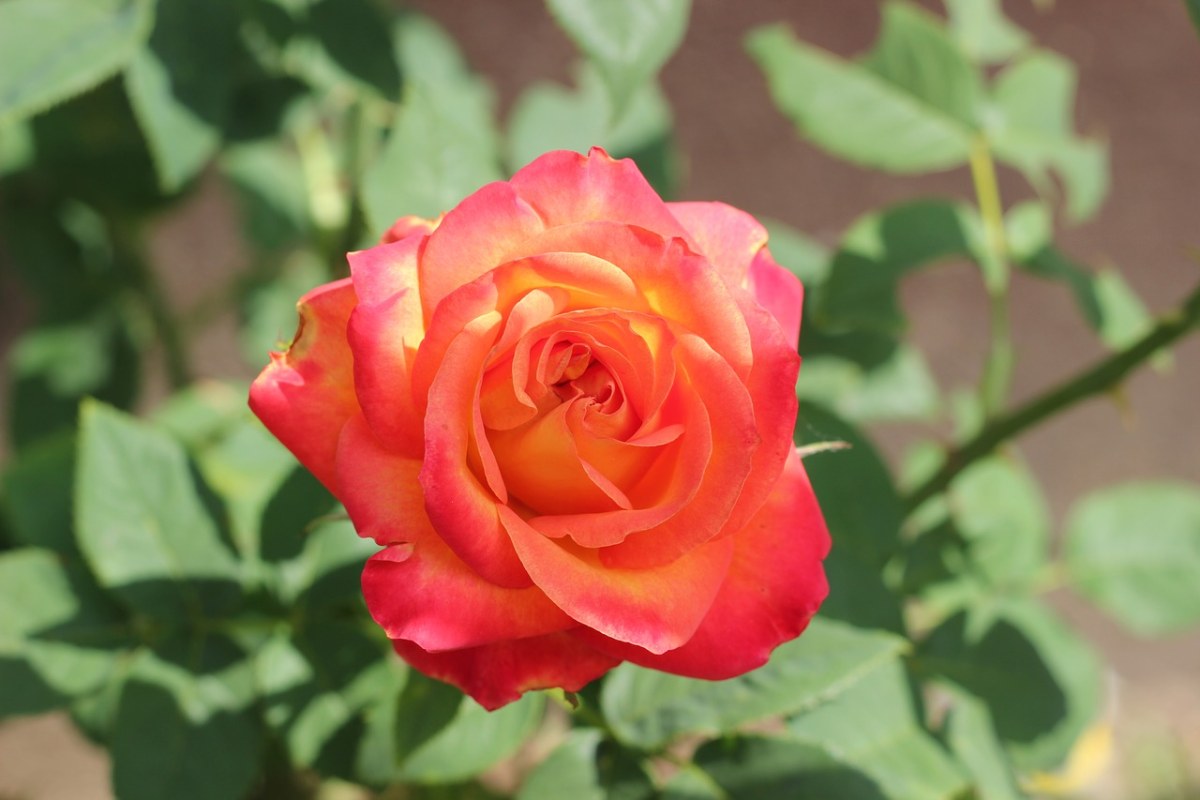 红黄玫瑰Alinka、盛开、植物免费图片