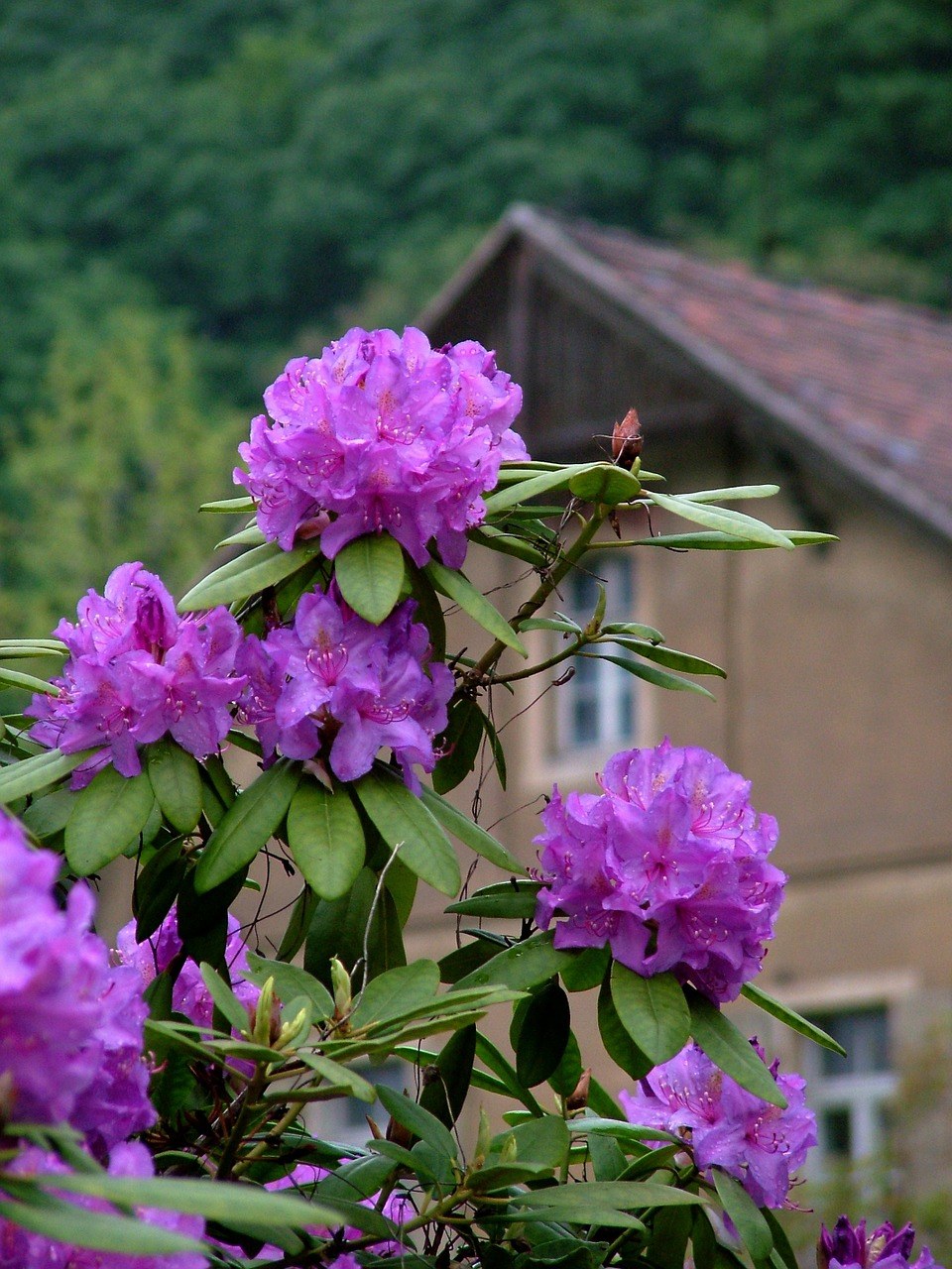 紫色的杜鹃花花朵免费图片