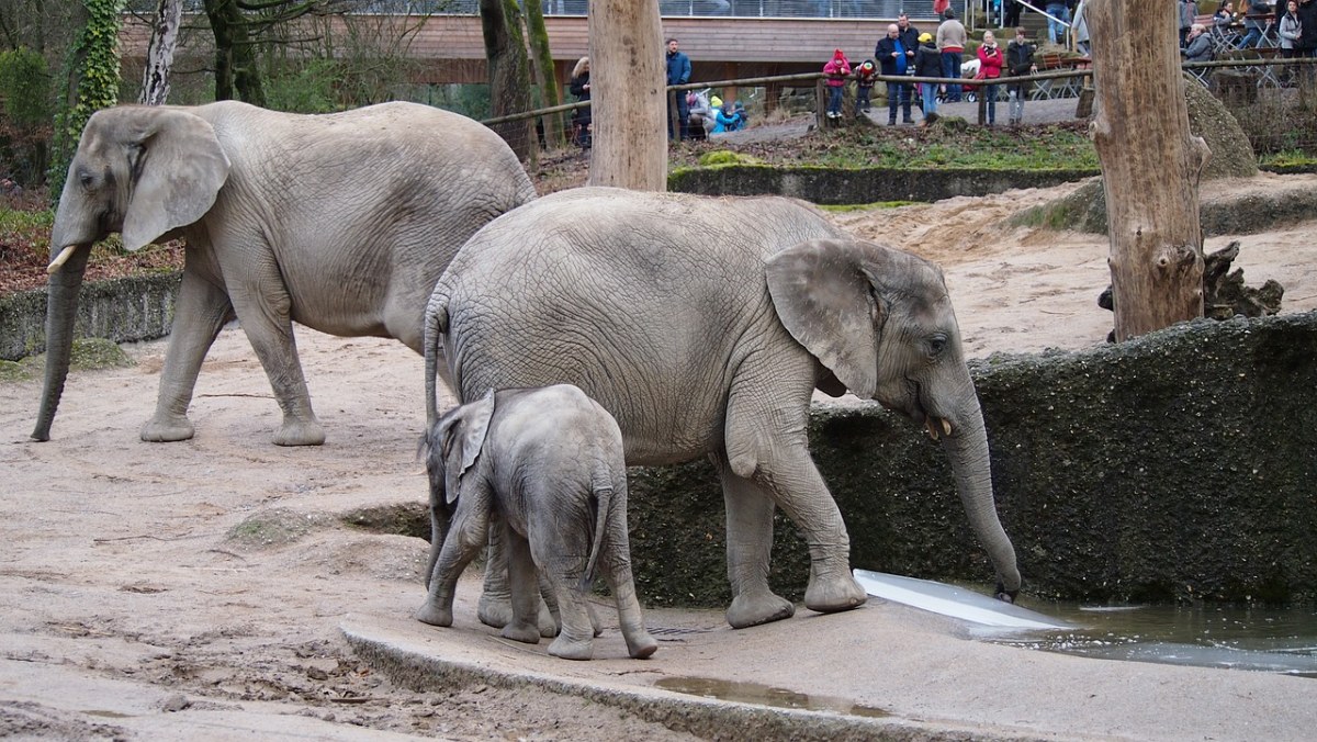 动物园的大象免费图片