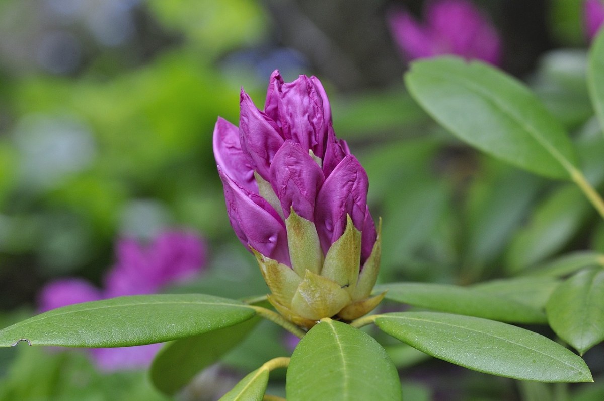 即将盛开的紫色杜鹃花免费图片