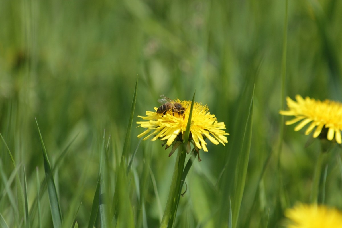 蒲公英、蜜蜂、黄色免费图片