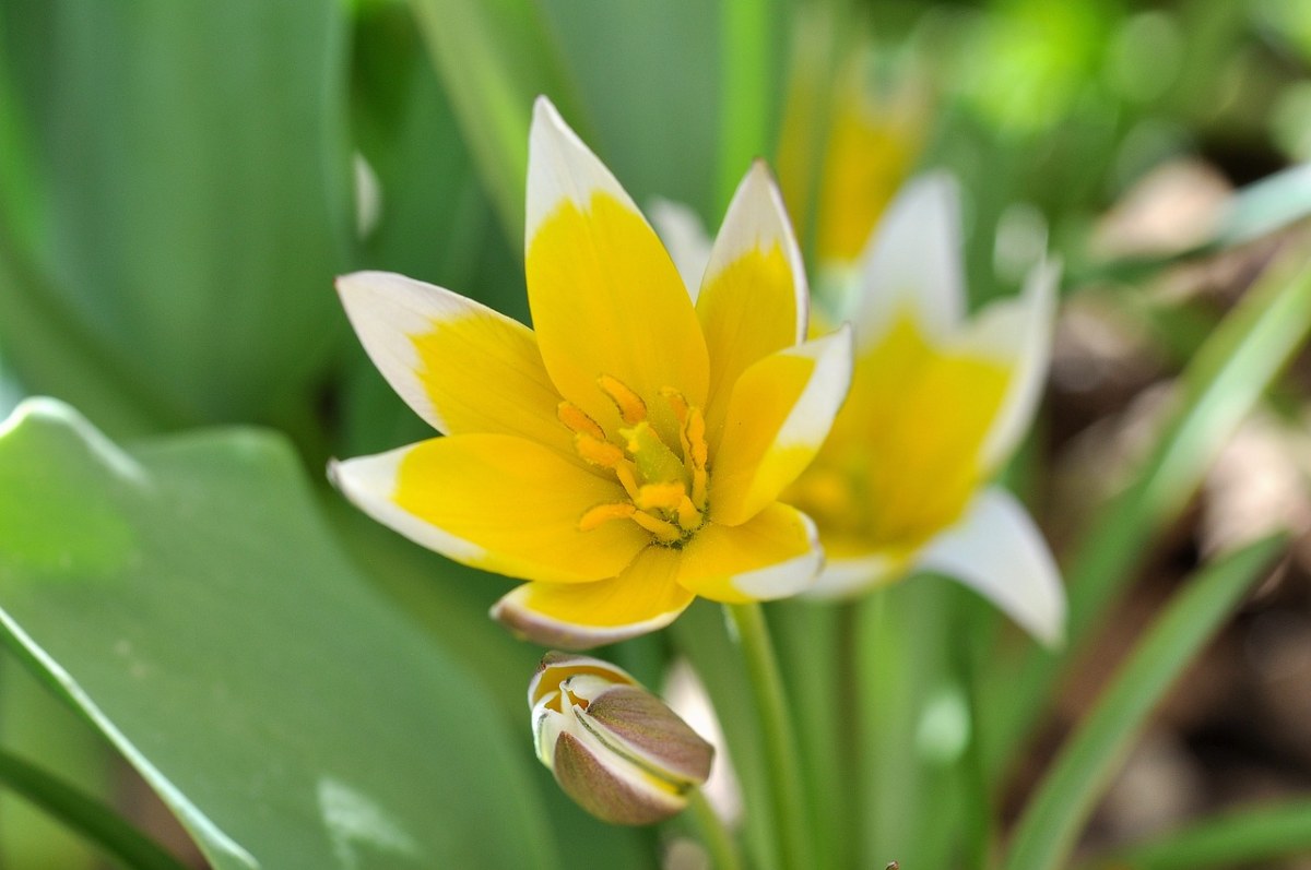 花朵免费图片