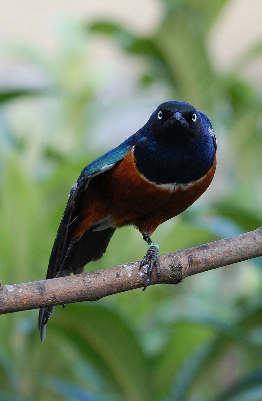 精湛史达琳,欧椋鸟,鸟,lamprotornis