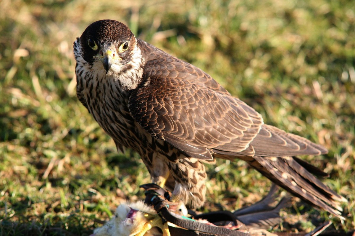 猎鹰,猛禽,鸷鸟