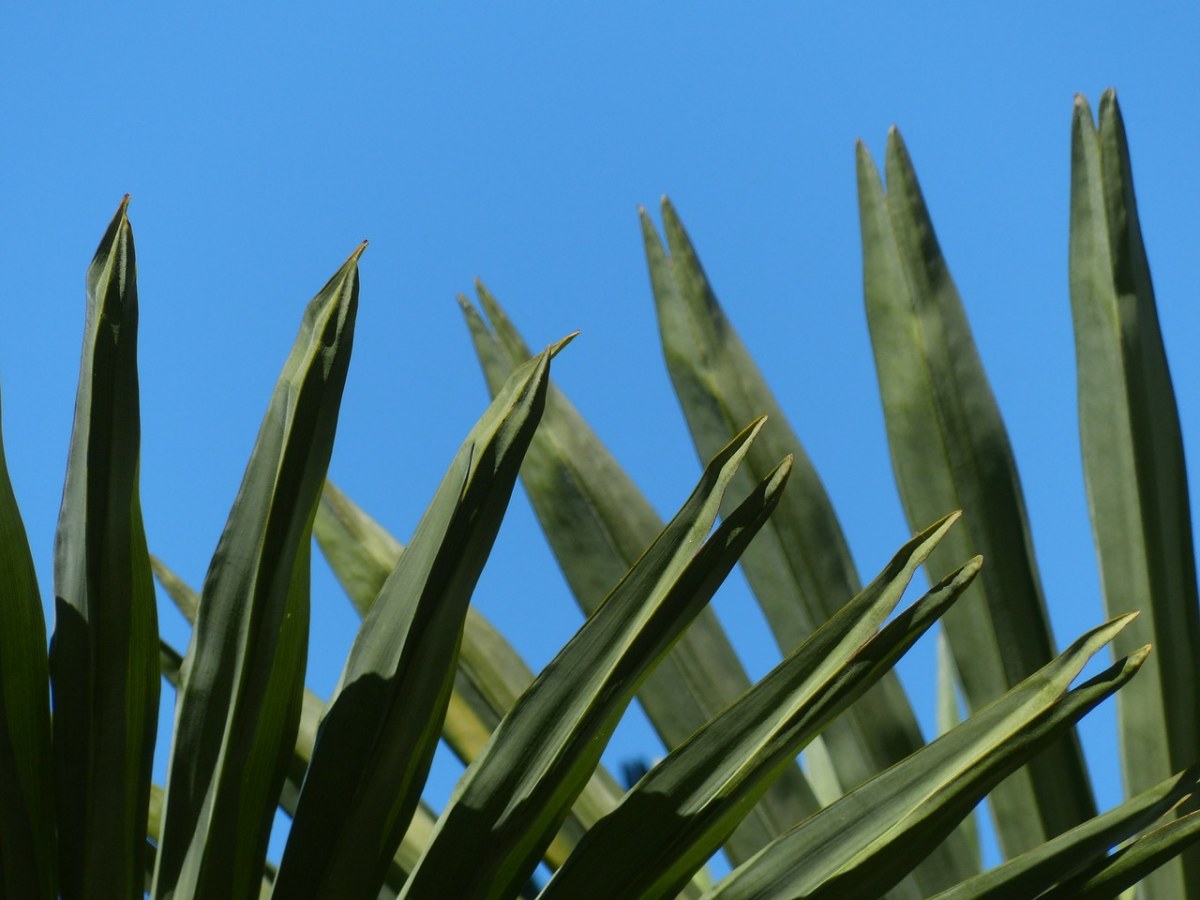 叶叶子,绿色,林冠