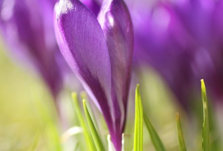 藏红花、花、紫