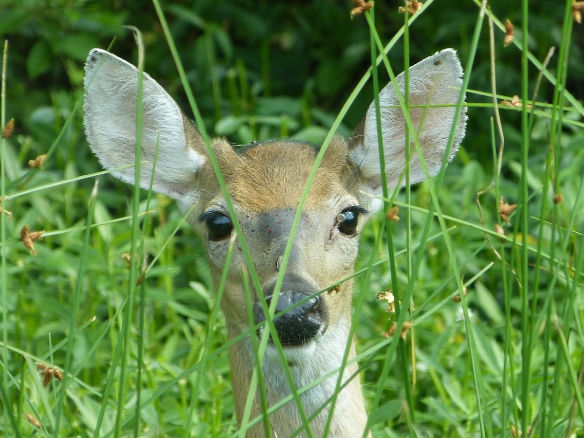 母鹿的眼睛图片