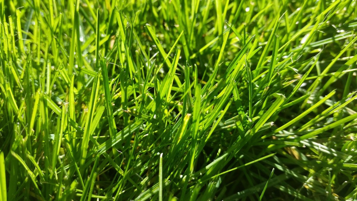 草、绿色、自然免费图片