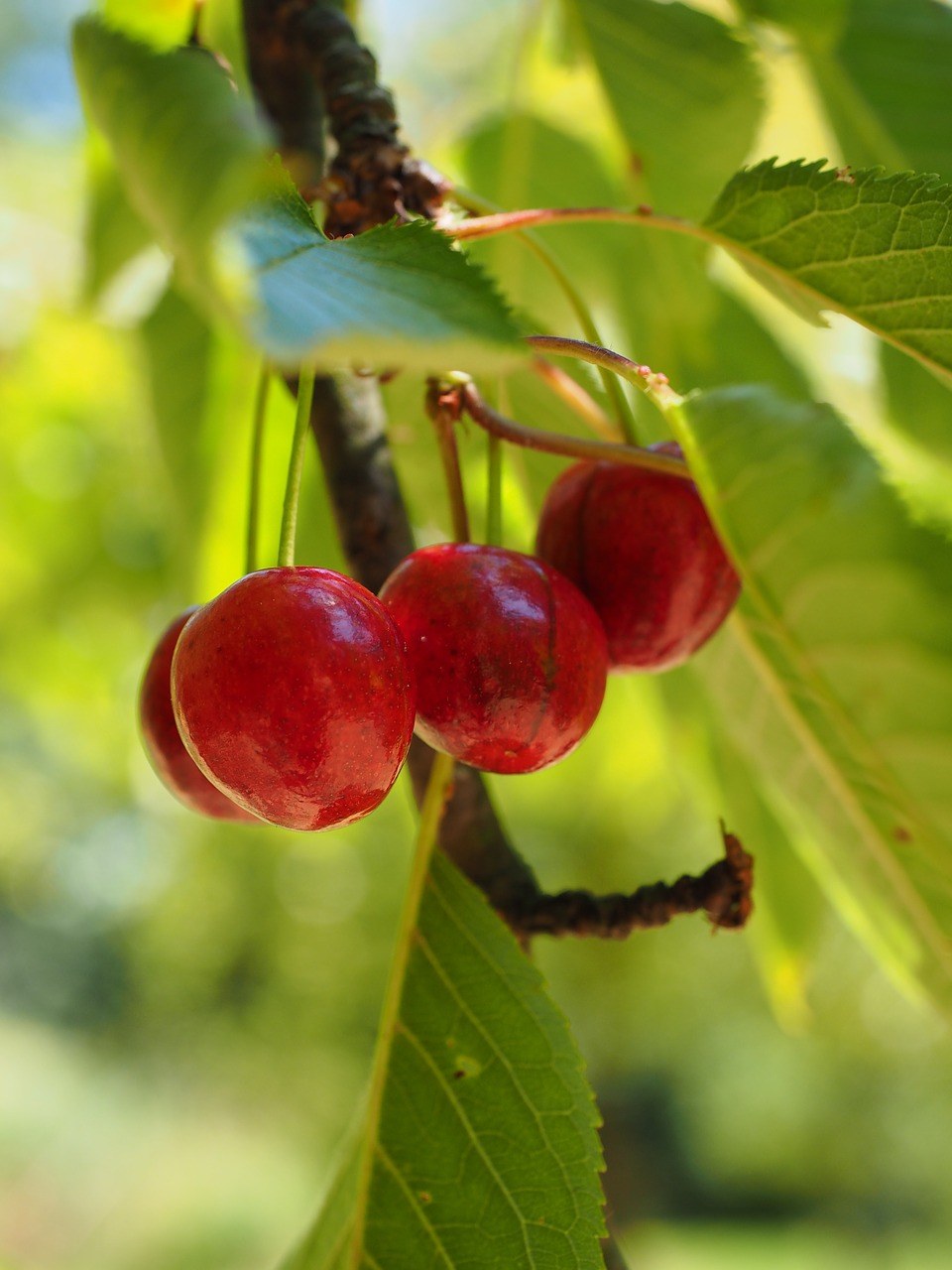 树上红色的甜樱桃特写免费图片