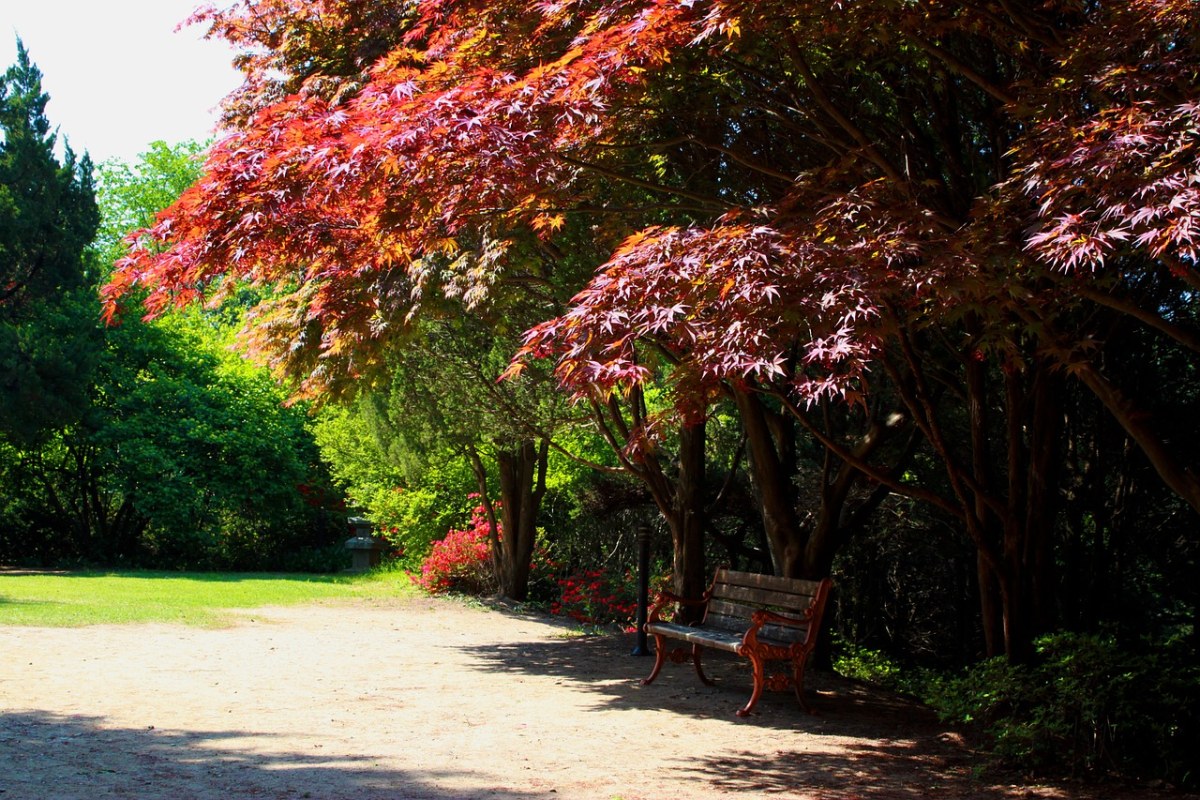 公园中的红枫树免费图片
